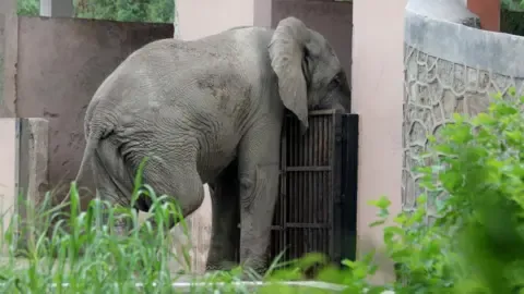 Isolated Life and Passing of India’s Capital’s Sole Elephant from Africa